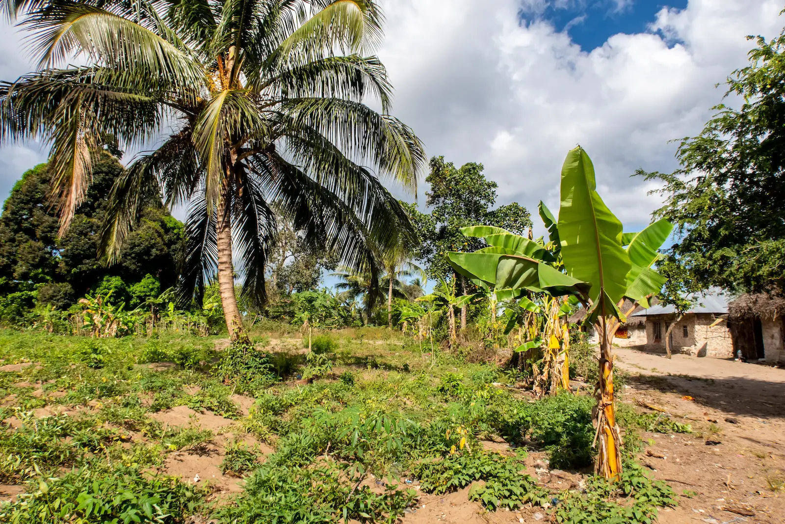 Island greenery and tropical canopy