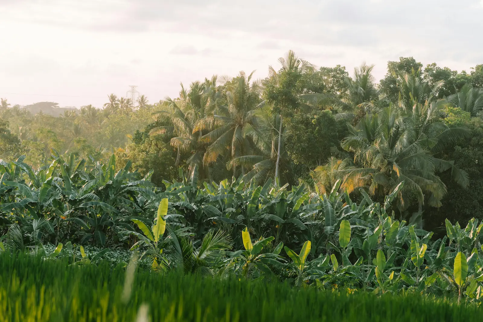 Permaculture Paradise